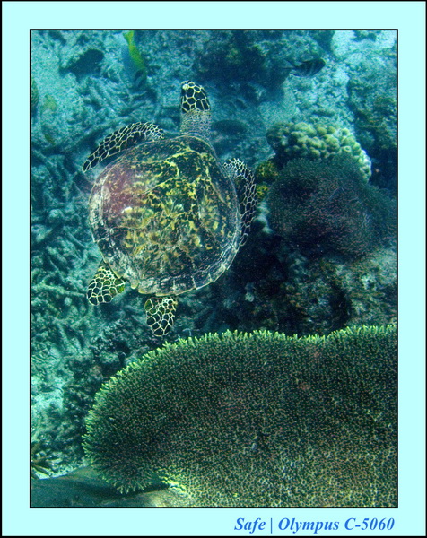 2008 - 07 - Leng Tengah - 081